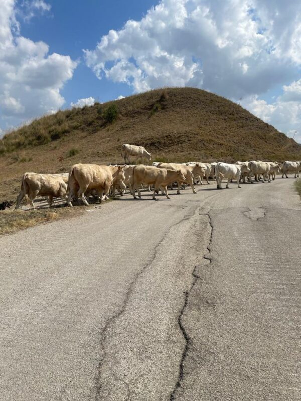 Sicily Divide Mandria